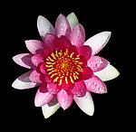 莲花
