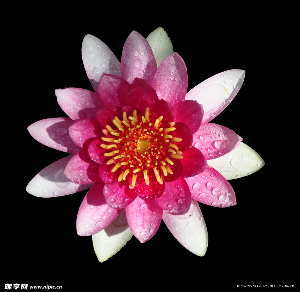 莲花