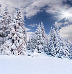 雪松 雪景