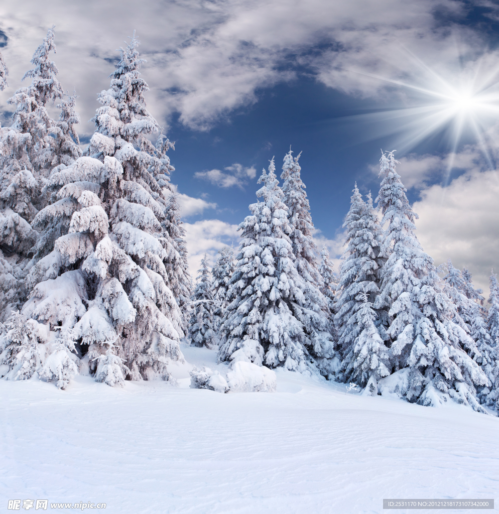 雪松 雪景