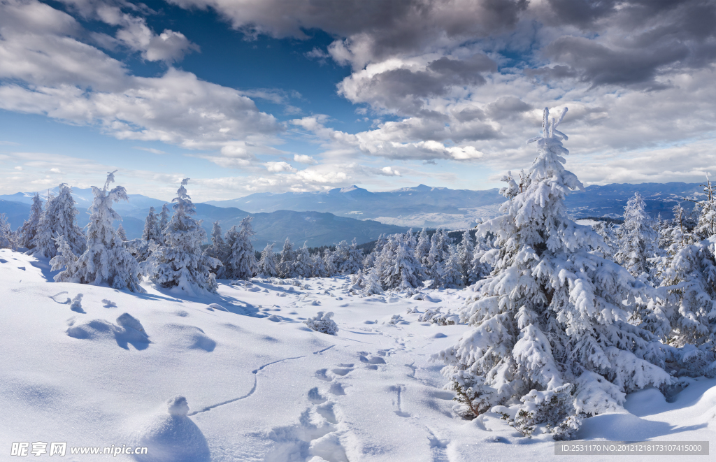 雪松