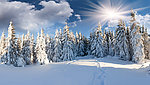 雪松