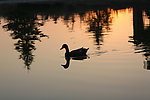 夕阳 水鸭