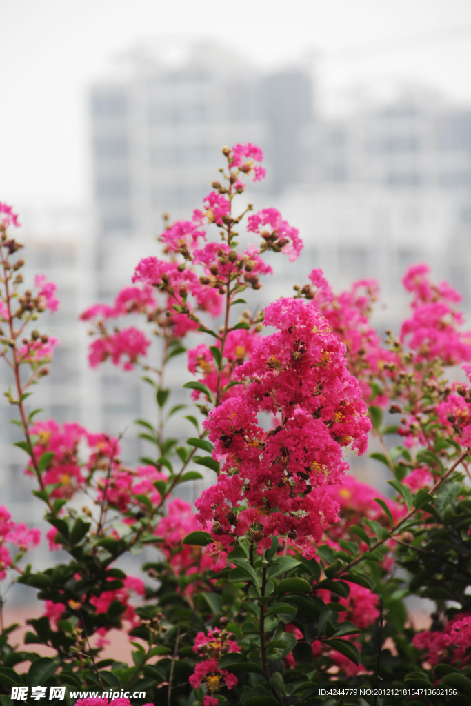 紫薇花