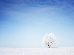 冬季雪景