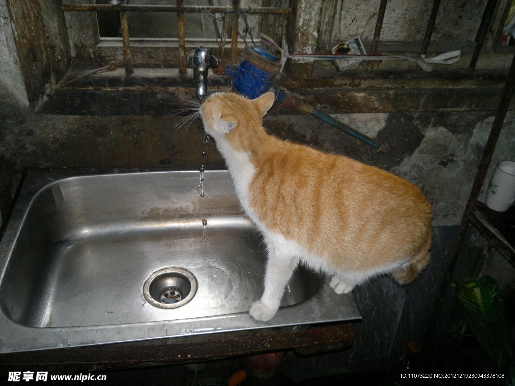喝水的猫
