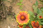 天人菊