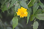 重瓣棣棠花