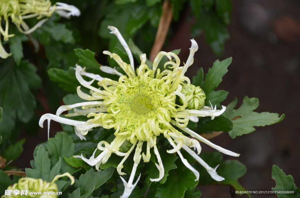 菊花