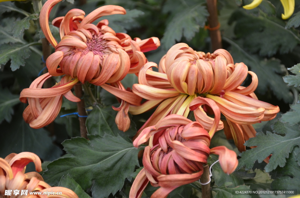 菊花