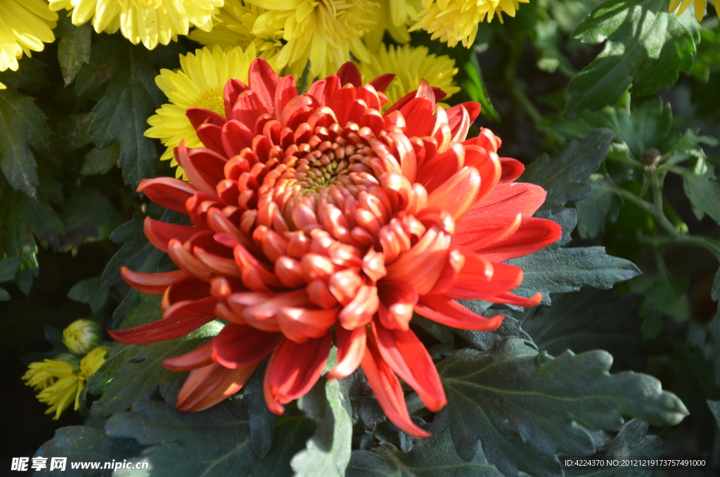 菊花