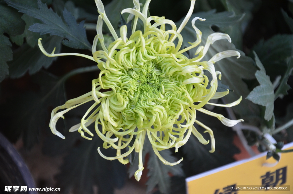 菊花