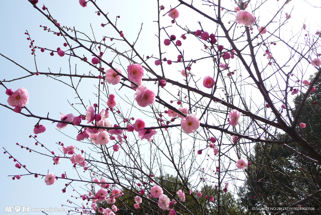 桃花