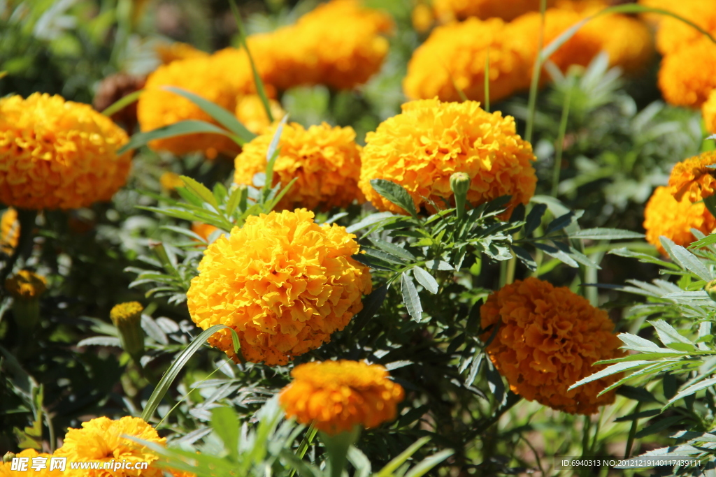 花草