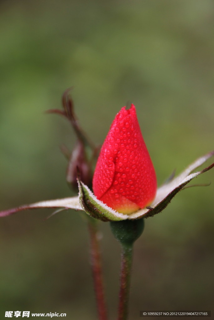月季花