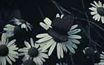 淡雅残菊