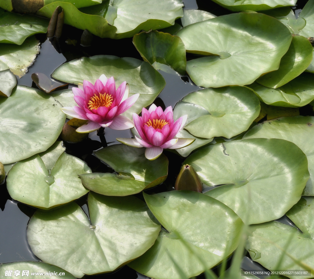 莲花
