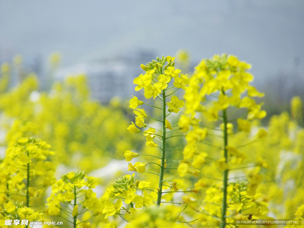 油菜花