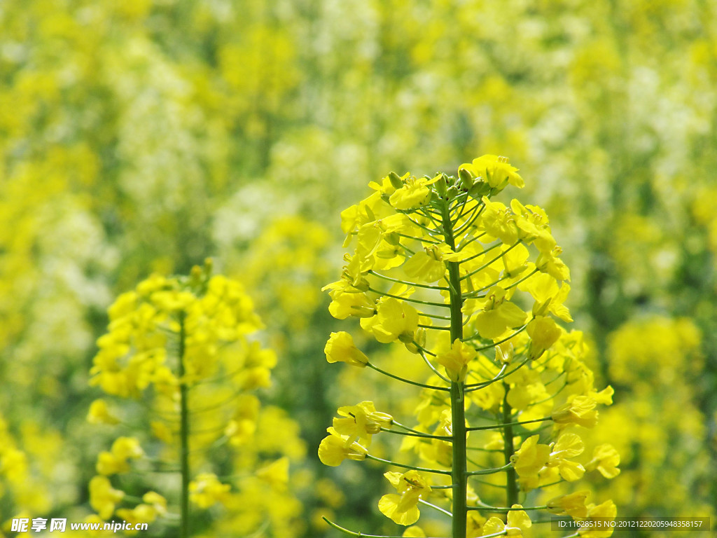 油菜花