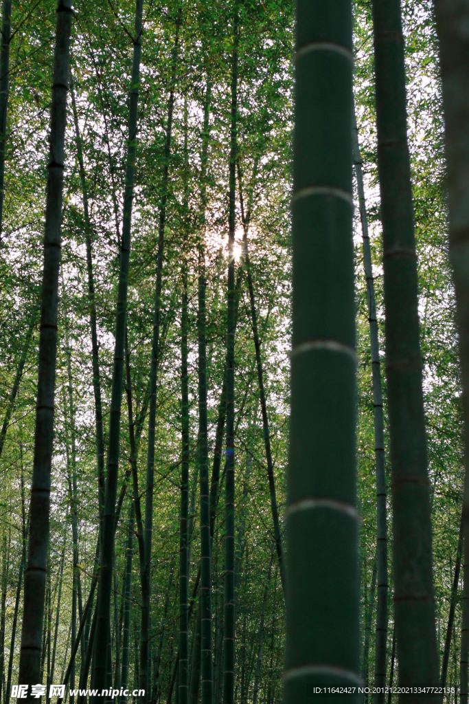 竹林