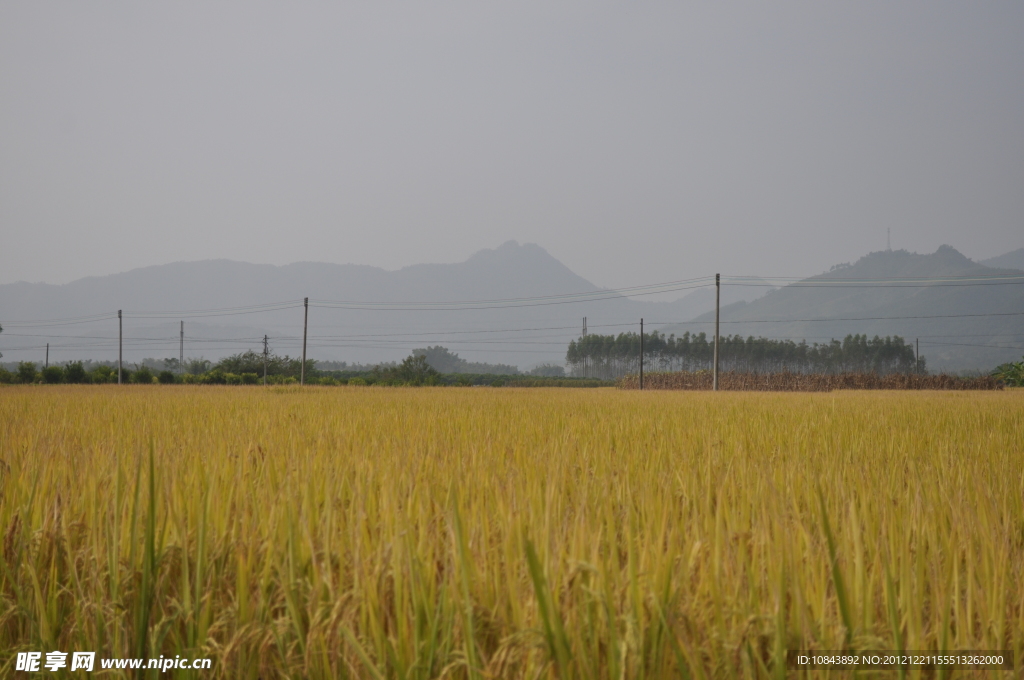 田野