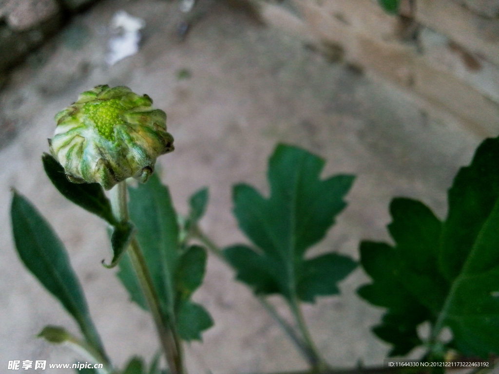 菊花待放