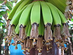 香蕉 香蕉仔