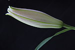 百合花苞
