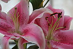 百合花