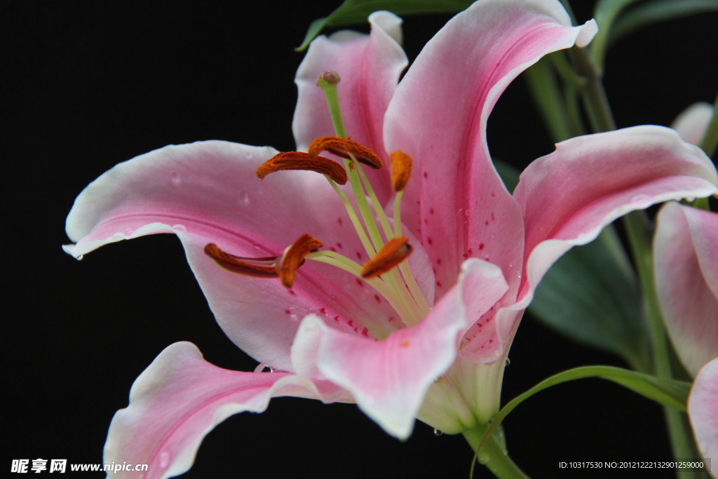 百合花