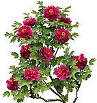 牡丹花