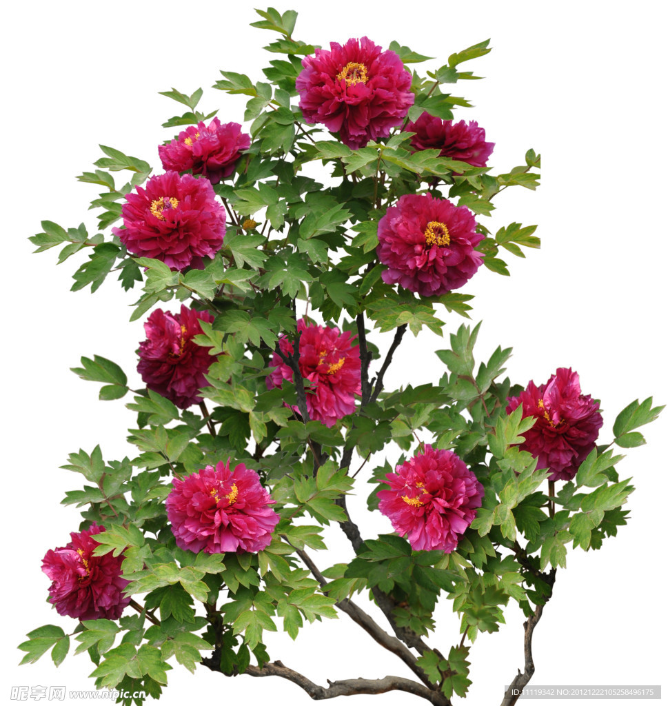牡丹花