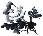 PSD分层素材透明背景中国画水墨植物