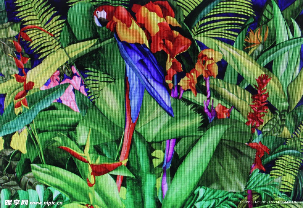 热带植物绘画