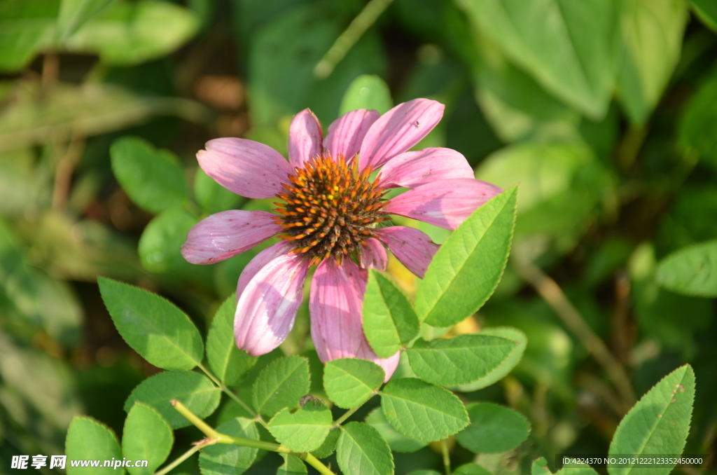 松果菊