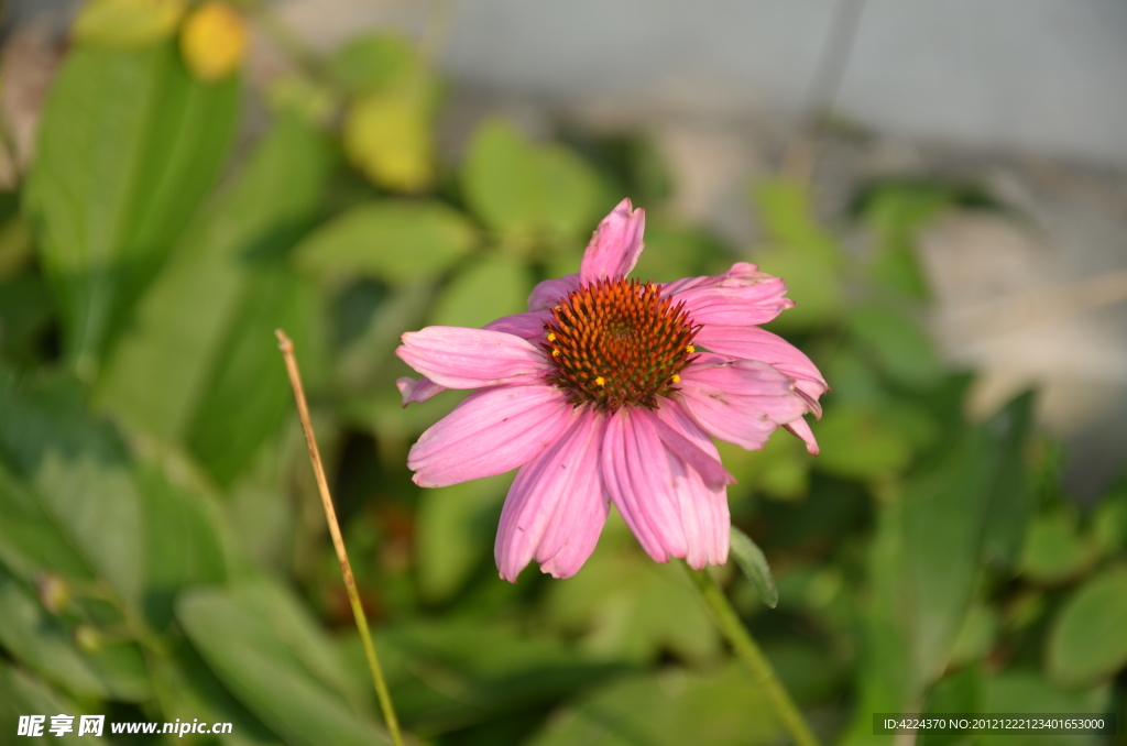 松果菊