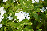 长春花
