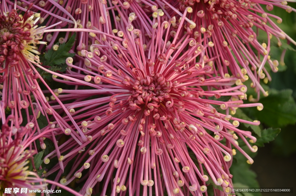 菊花