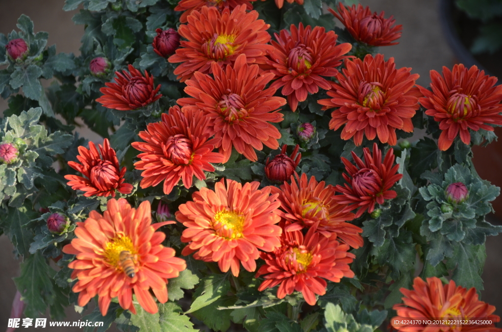 菊花