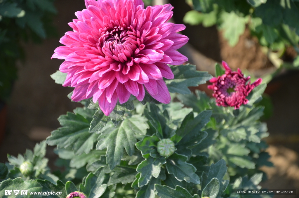 菊花