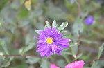 翠菊
