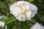 山茶