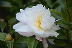 山茶