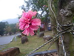 红色花朵
