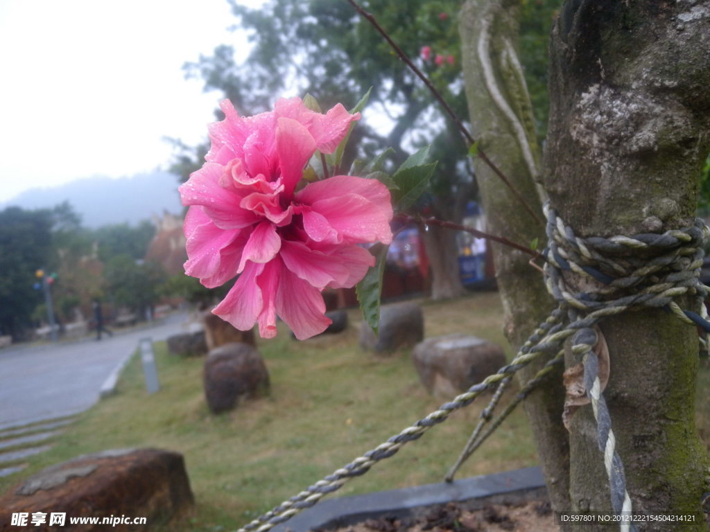 红色花朵