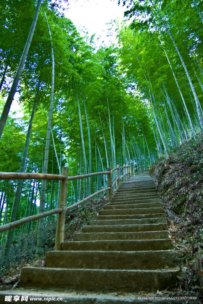 木坑竹海