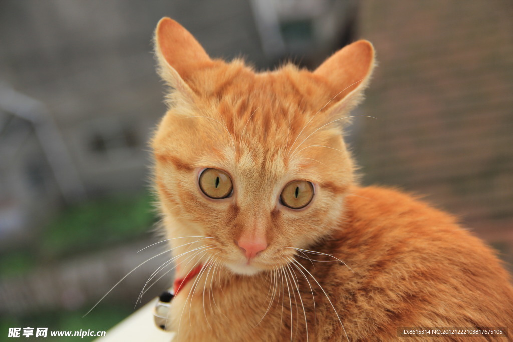 家养虎纹猫组图