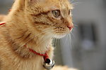 家养虎纹猫