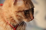 家养虎纹猫
