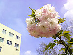 罂粟花
